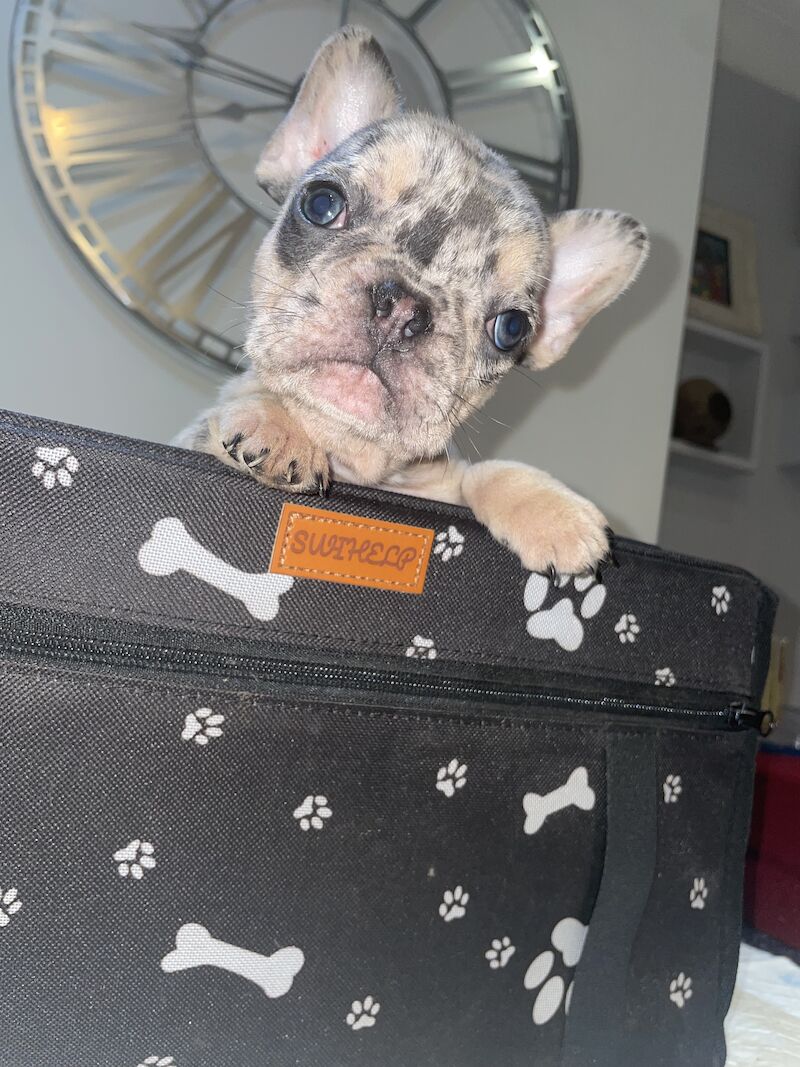 French Bulldog puppies for sale in Cardiff – 1 year old - Image 5 of 9