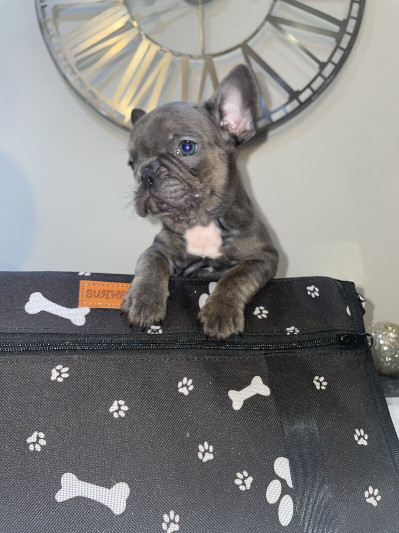 French Bulldog puppies for sale in Cardiff – 1 year old - Image 6 of 9