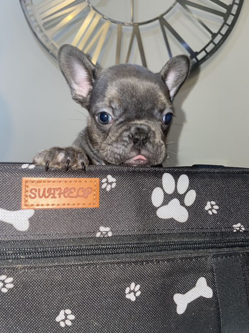 French Bulldog puppies for sale in Cardiff – 1 year old - Image 7 of 9