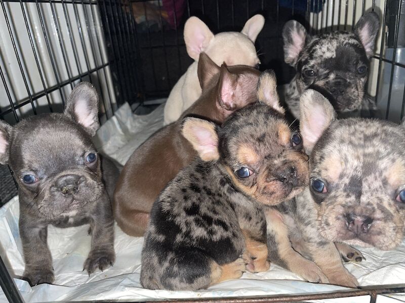 French Bulldog puppies for sale in Cardiff – 1 year old - Image 8 of 9