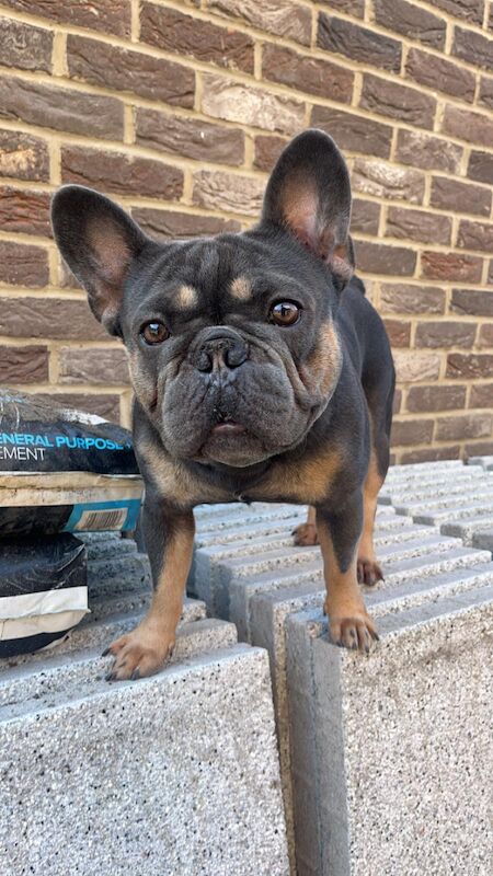 French bulldog puppies for sale in Dagenham, Barking & Dagenham, Greater London | Image 2