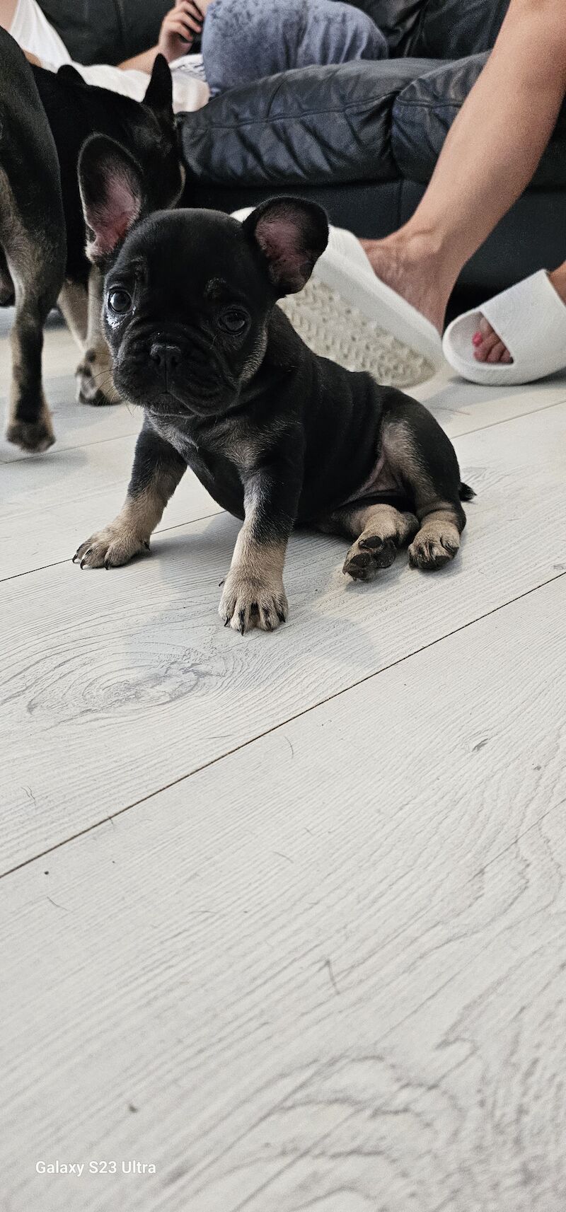 French bulldog puppies for sale in Dagenham, Barking & Dagenham, Greater London | Image 3
