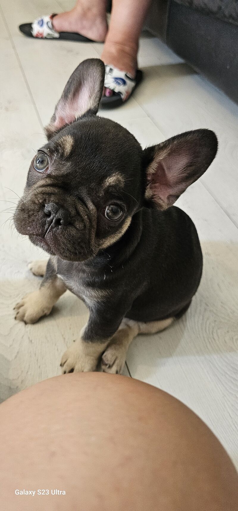 French bulldog puppies for sale in Dagenham, Barking & Dagenham, Greater London | Image 4