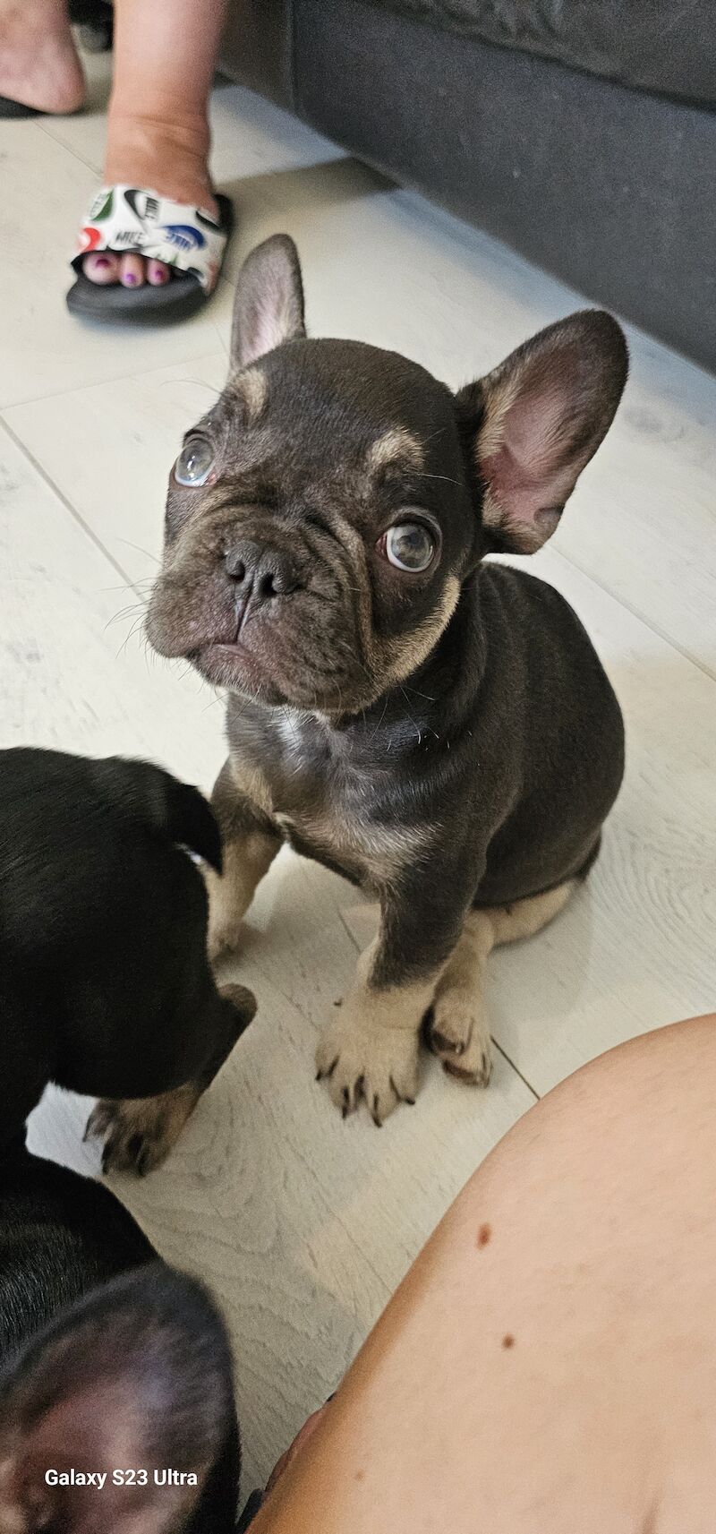 French Bulldog puppies for sale in Dagenham, Barking & Dagenham, Greater London – 1 year old - Image 5 of 10
