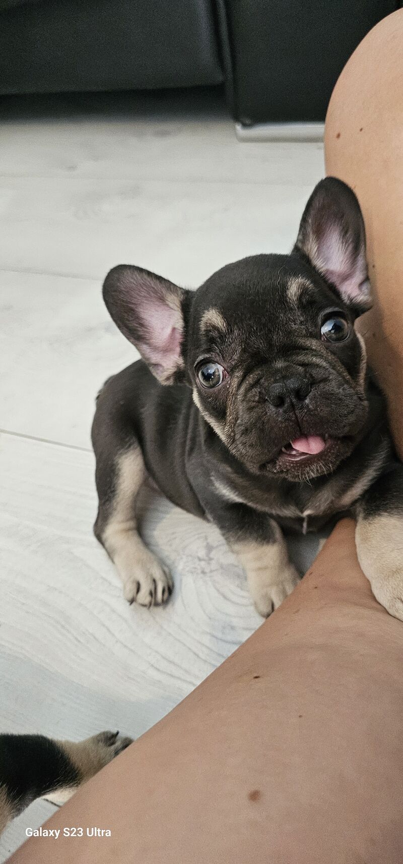 French Bulldog puppies for sale in Dagenham, Barking & Dagenham, Greater London – 1 year old - Image 6 of 10