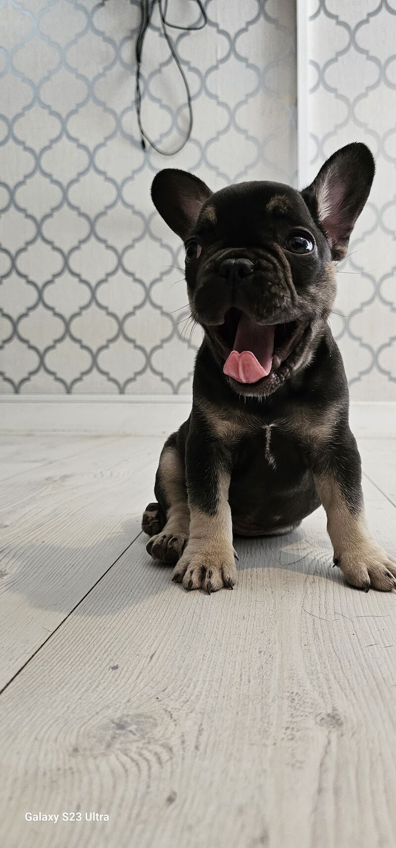 French Bulldog puppies for sale in Dagenham, Barking & Dagenham, Greater London – 1 year old - Image 7 of 10