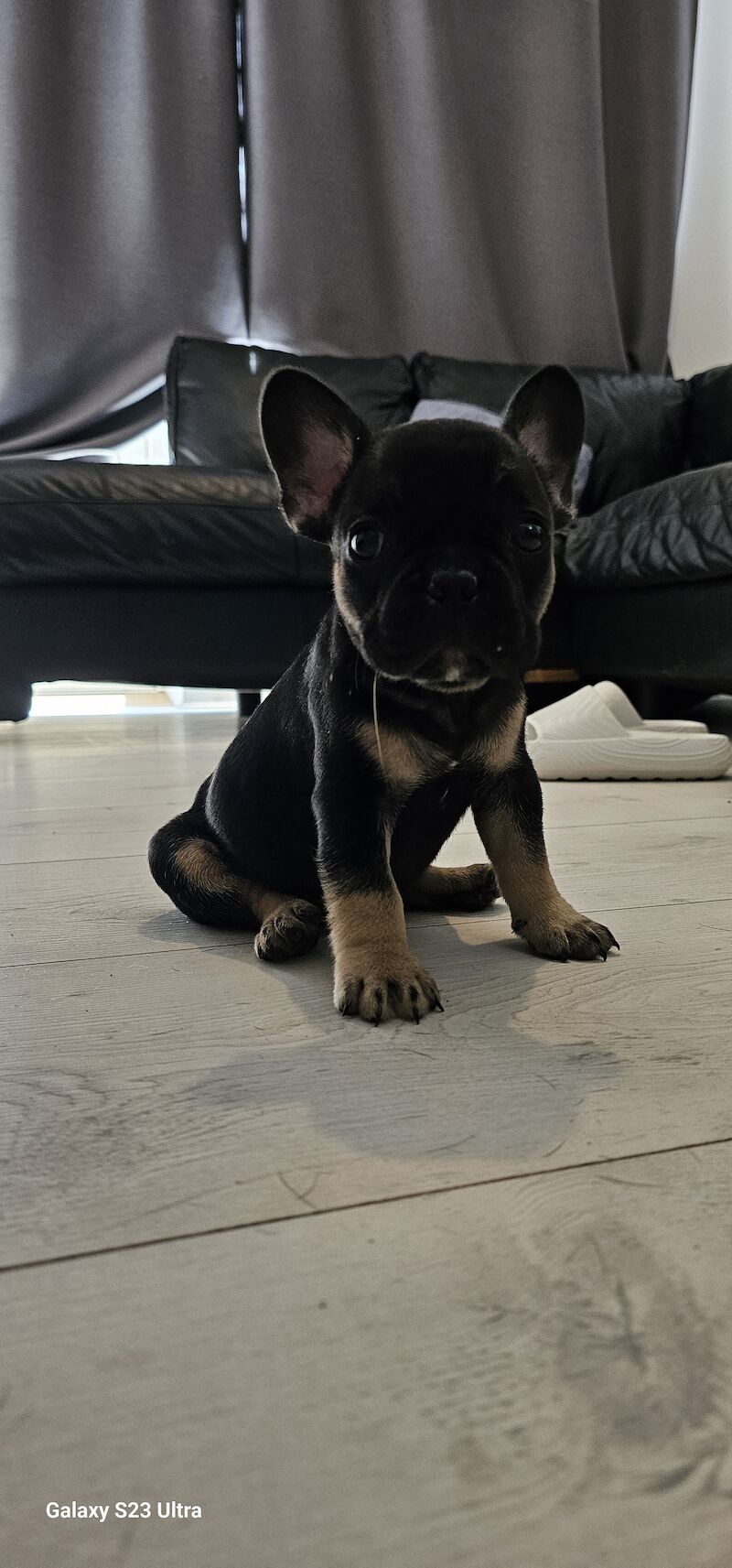 French Bulldog puppies for sale in Dagenham, Barking & Dagenham, Greater London – 1 year old - Image 8 of 10