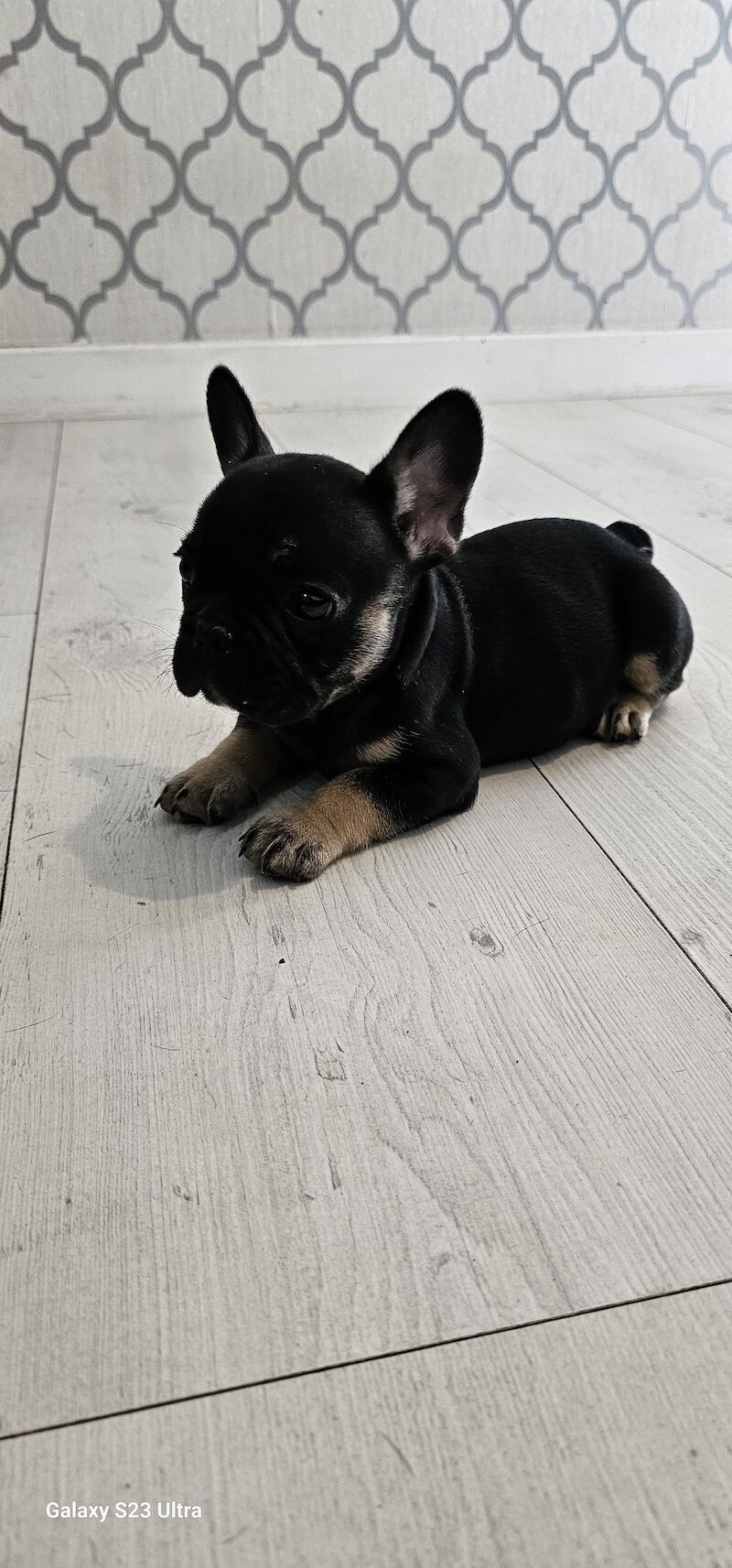 French Bulldog puppies for sale in Dagenham, Barking & Dagenham, Greater London – 1 year old - Image 9 of 10