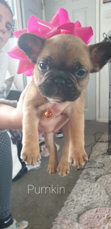 French Bulldog Puppies for sale in Denton, Greater Manchester | Image 2