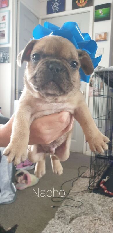 French Bulldog Puppies for sale in Denton, Greater Manchester | Image 3