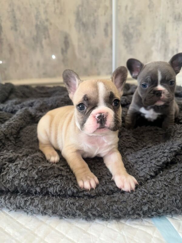 French bulldog puppies for sale in Burnley, Lancashire | Image 2