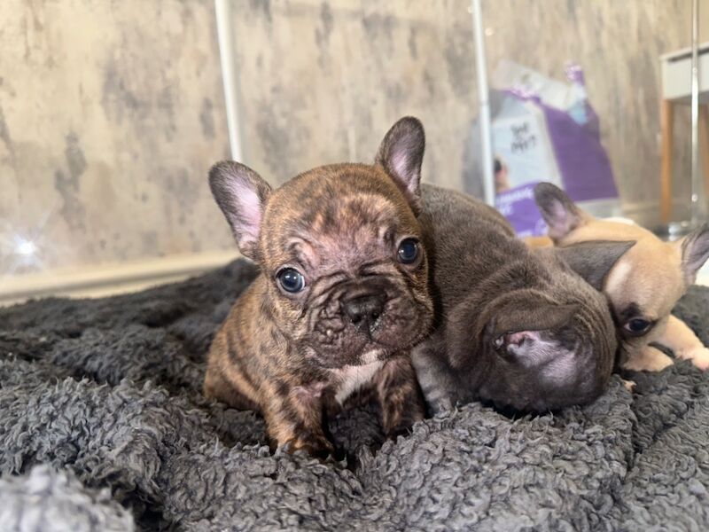 French bulldog puppies for sale in Burnley, Lancashire | Image 3