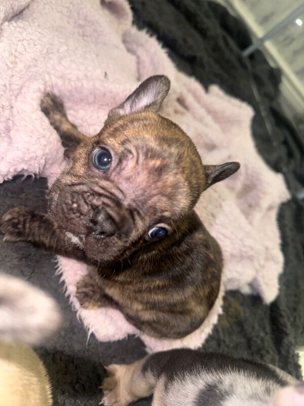 French bulldog puppies for sale in Burnley, Lancashire | Image 4