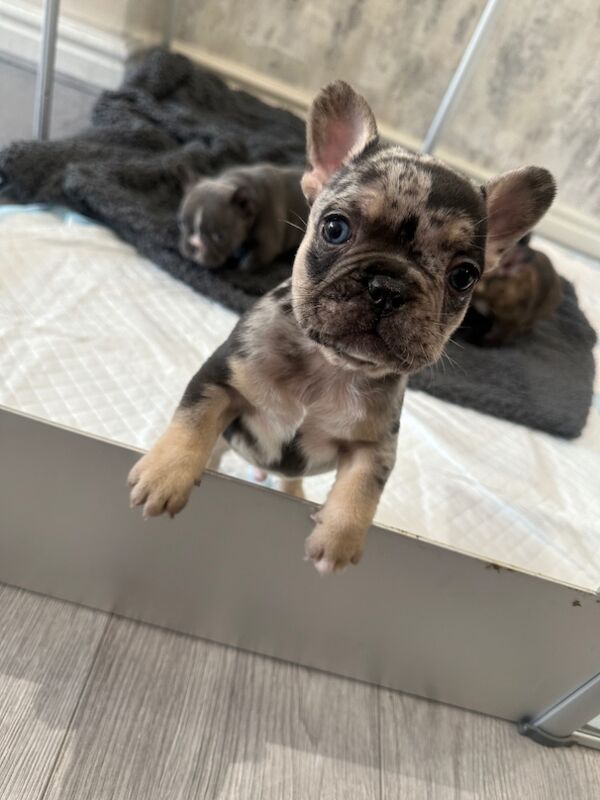 French Bulldog puppies for sale in Burnley, Lancashire – KC registered, 11 months old - Image 5 of 8