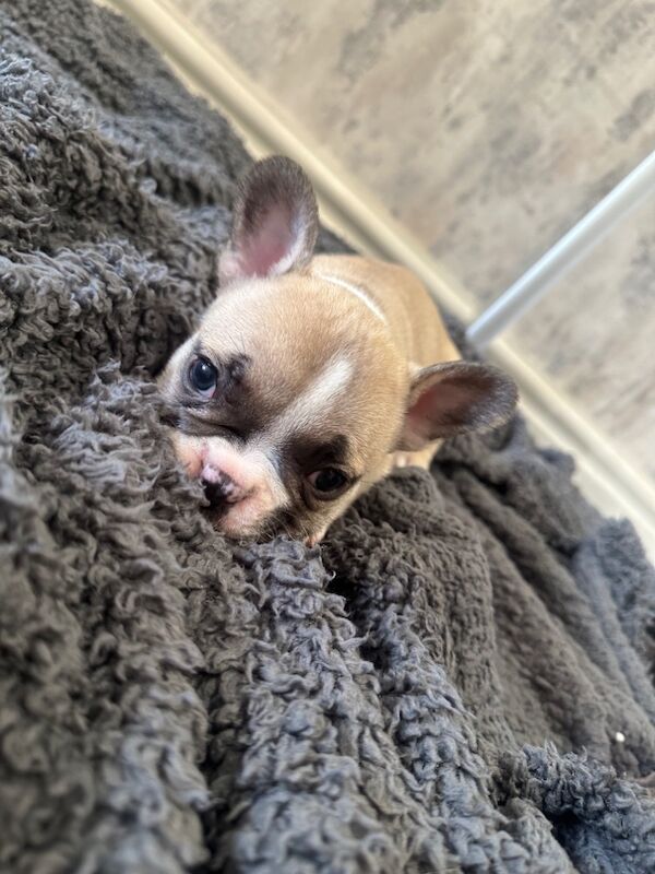 French Bulldog puppies for sale in Burnley, Lancashire – KC registered, 11 months old - Image 6 of 8
