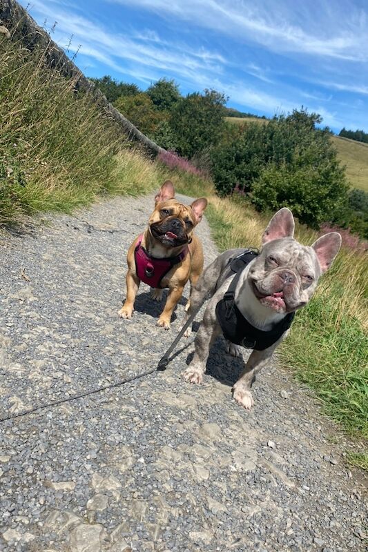 French Bulldog puppies for sale in Burnley, Lancashire – KC registered, 11 months old - Image 7 of 8