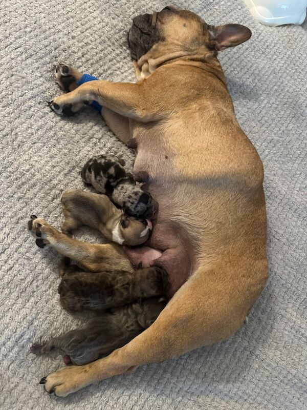 French Bulldog puppies for sale in Burnley, Lancashire – KC registered, 11 months old - Image 8 of 8