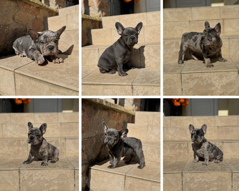 🐾 French Bulldog Puppies – 4 Girls & 2 Boys for sale in Hersham, Surrey