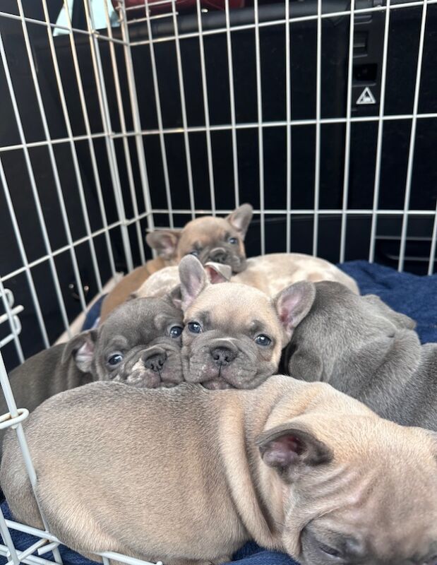 French bulldog puppies for sale in Ashford, Surrey | Image 1