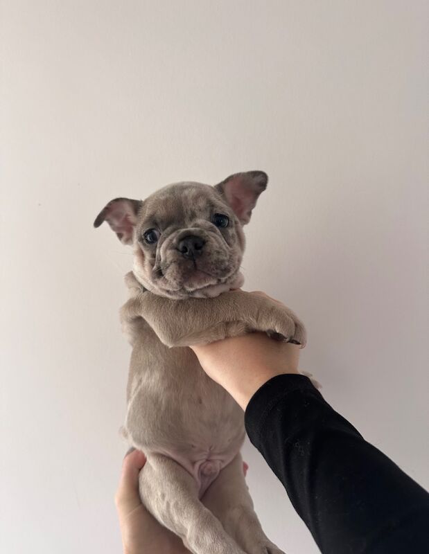 French bulldog puppies for sale in Ashford, Surrey | Image 2