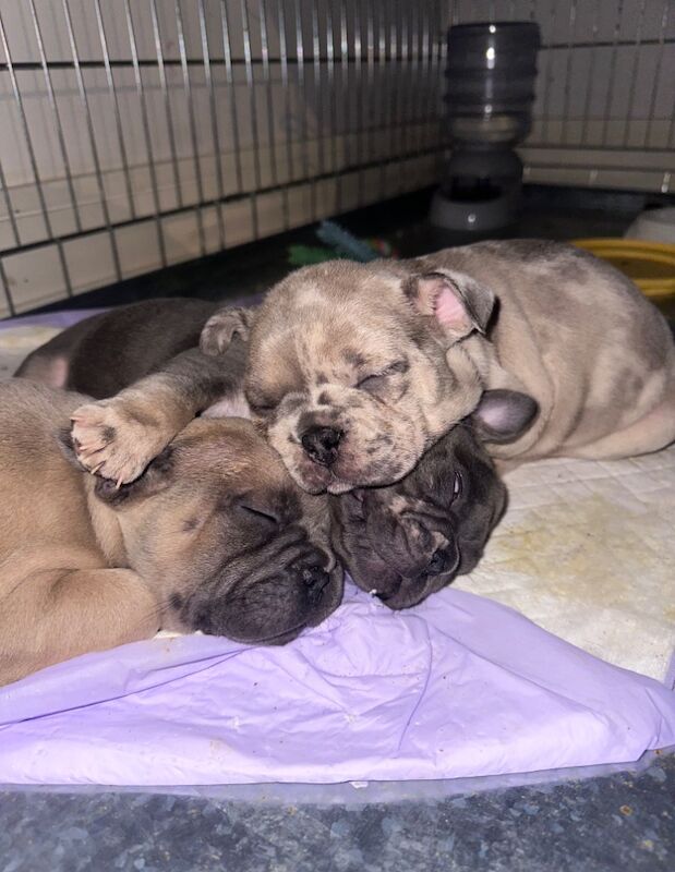 French bulldog puppies for sale in Ashford, Surrey | Image 3