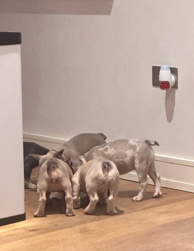 French Bulldog puppies for sale in Ashford, Surrey – 11 months old - Image 4 of 10