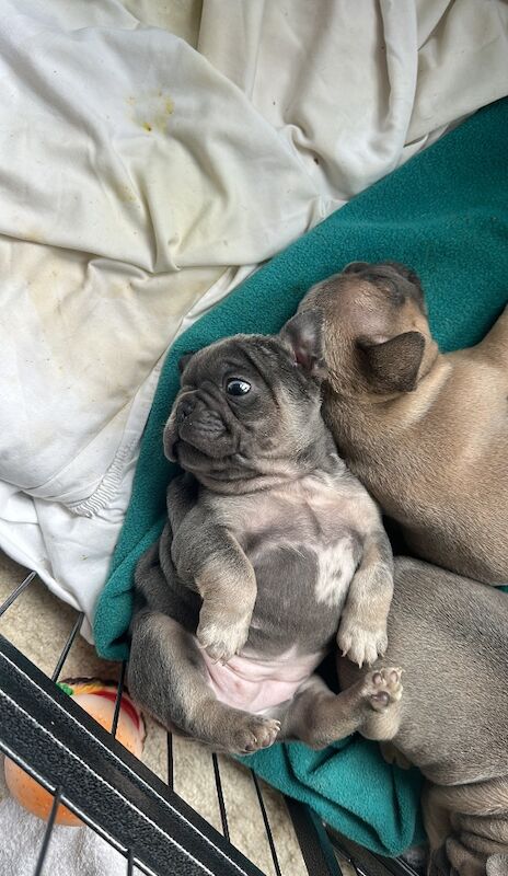 French Bulldog puppies for sale in Ashford, Surrey – 11 months old - Image 5 of 10