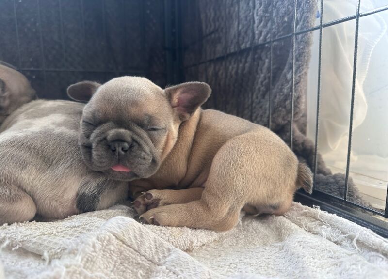 French Bulldog puppies for sale in Ashford, Surrey – 11 months old - Image 6 of 10
