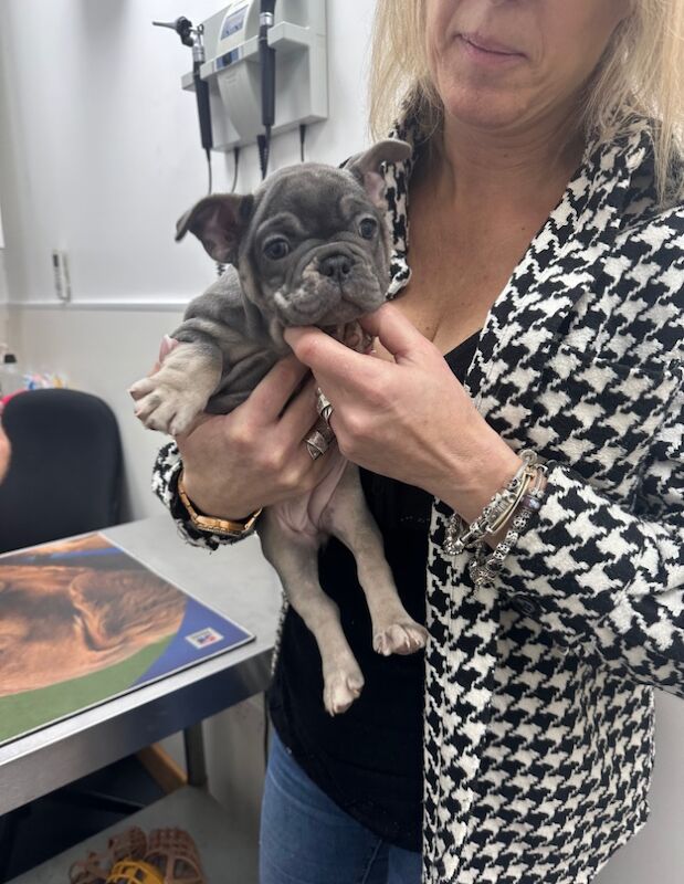 French Bulldog puppies for sale in Ashford, Surrey – 11 months old - Image 7 of 10