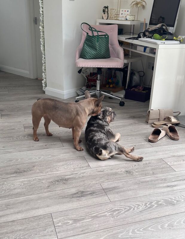 French Bulldog puppies for sale in Ashford, Surrey – 11 months old - Image 8 of 10