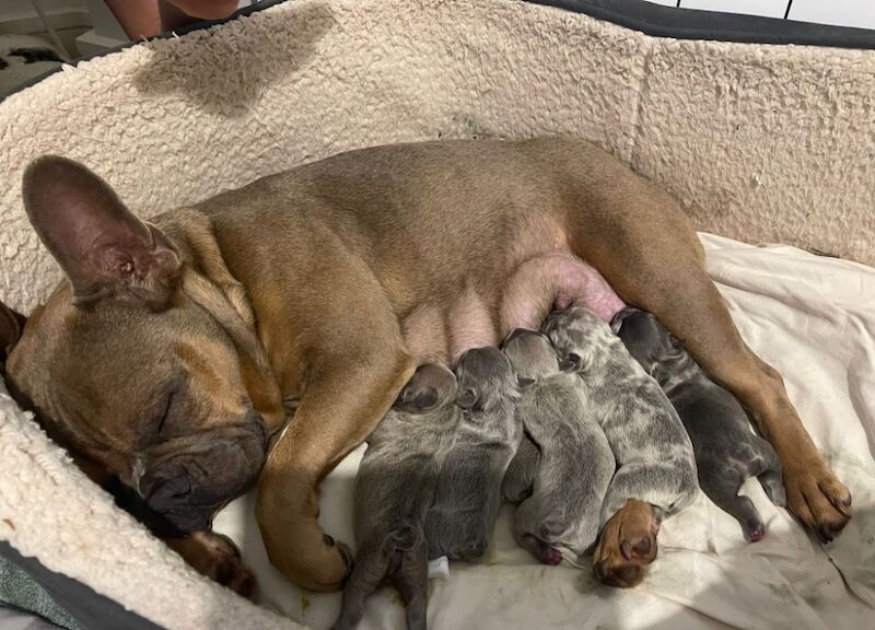 French Bulldog puppies for sale in Ashford, Surrey – 11 months old - Image 9 of 10