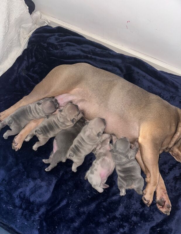 French Bulldog puppies for sale in Ashford, Surrey – 11 months old - Image 10 of 10