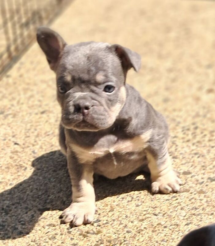 French Bulldog Puppies for sale in Castlewellan, County Down