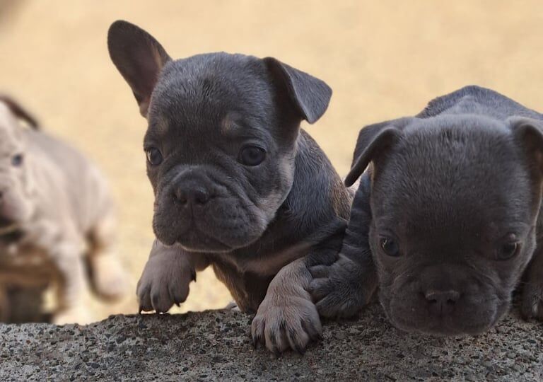 French Bulldog Puppies for sale in Castlewellan, County Down | Image 2