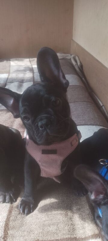French Bulldog puppies for sale in Tarleton, Lancashire | Image 2