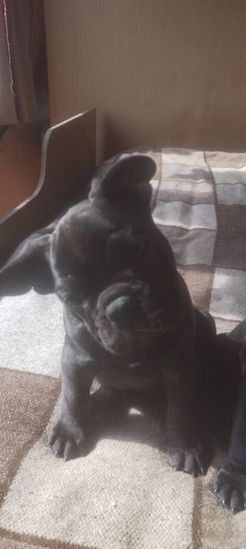 French Bulldog puppies for sale in Tarleton, Lancashire | Image 3