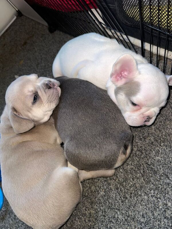 French bulldog puppies for sale in Hadfield, Derbyshire