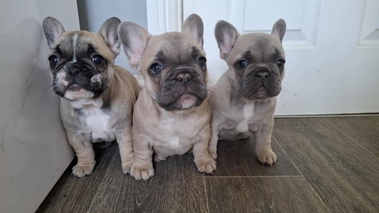 FRENCH BULLDOG PUPPIES for sale in Belfast, County Antrim