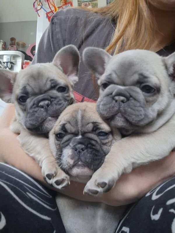 FRENCH BULLDOG PUPPIES for sale in Belfast, County Antrim - Image 2