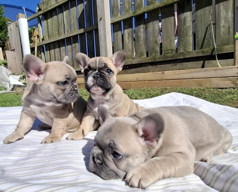 FRENCH BULLDOG PUPPIES for sale in Belfast, County Antrim - Image 3