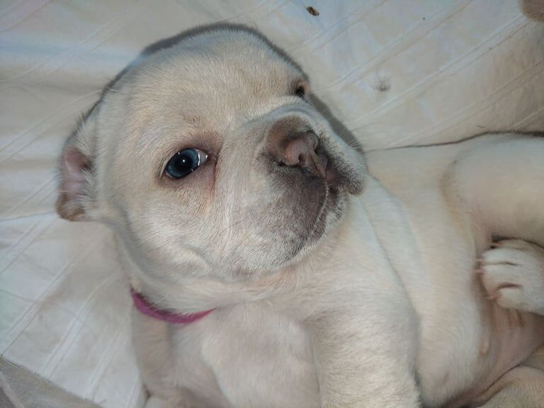 French Bulldog puppies for sale in Hindley, Greater Manchester – 8 months old - Image 2 of 3