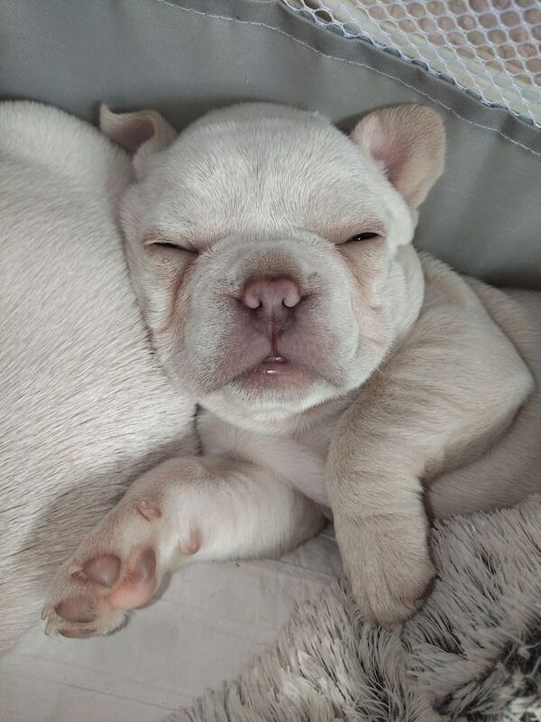 French Bulldog puppies for sale in Hindley, Greater Manchester – 8 months old - Image 3 of 3