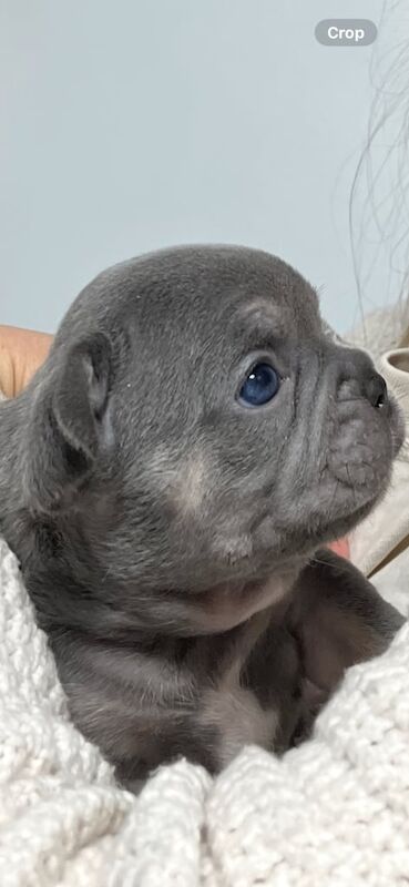 French bulldog puppies for sale in Chorleywood, Hertfordshire