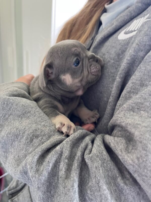 French bulldog puppies for sale in Chorleywood, Hertfordshire | Image 3