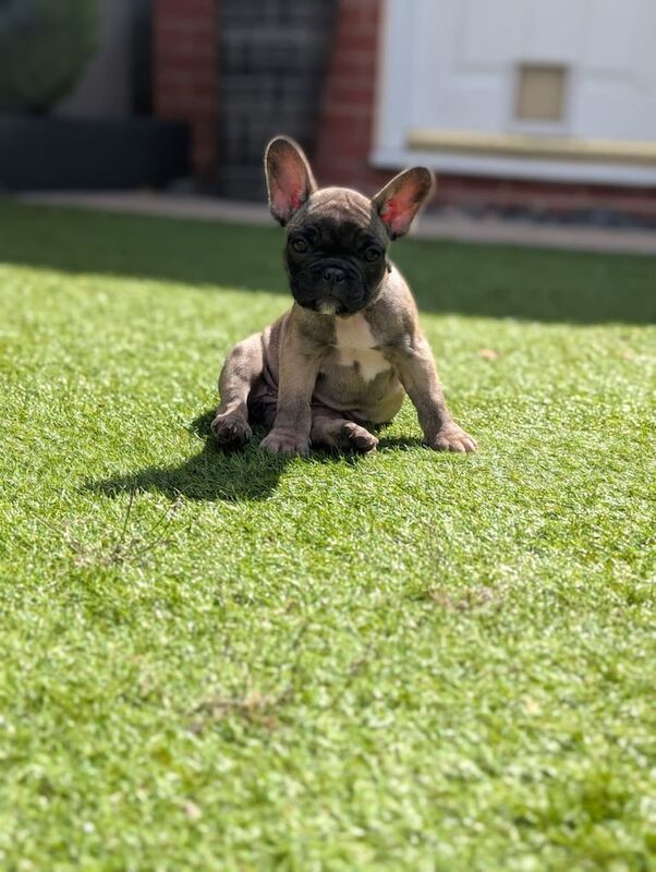 French bulldog puppies for sale in Hindley Green, Greater Manchester