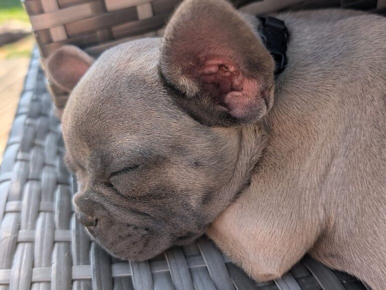French bulldog puppies for sale in Hindley Green, Greater Manchester | Image 2