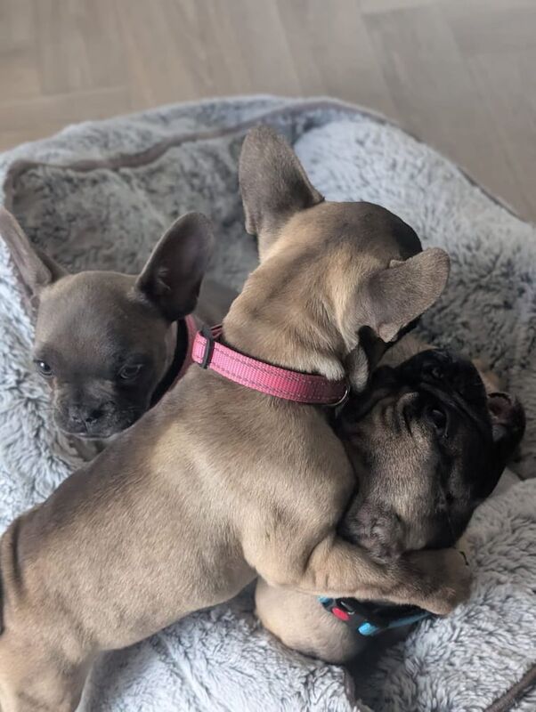 French bulldog puppies for sale in Hindley Green, Greater Manchester | Image 3