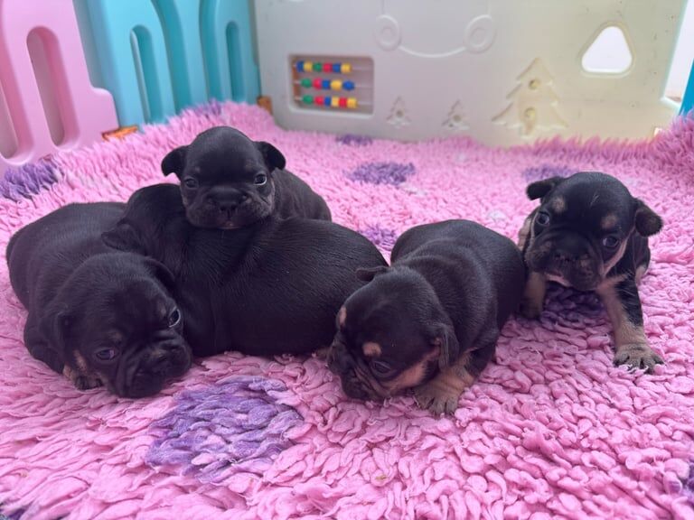 FRENCH BULLDOG PUPPIES for sale in Nantyglo, Gwent