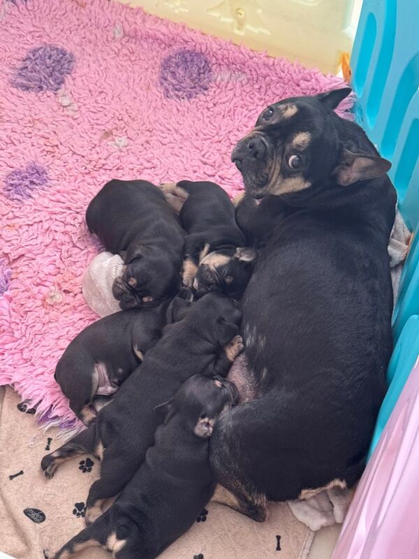 FRENCH BULLDOG PUPPIES for sale in Nantyglo, Gwent | Image 2