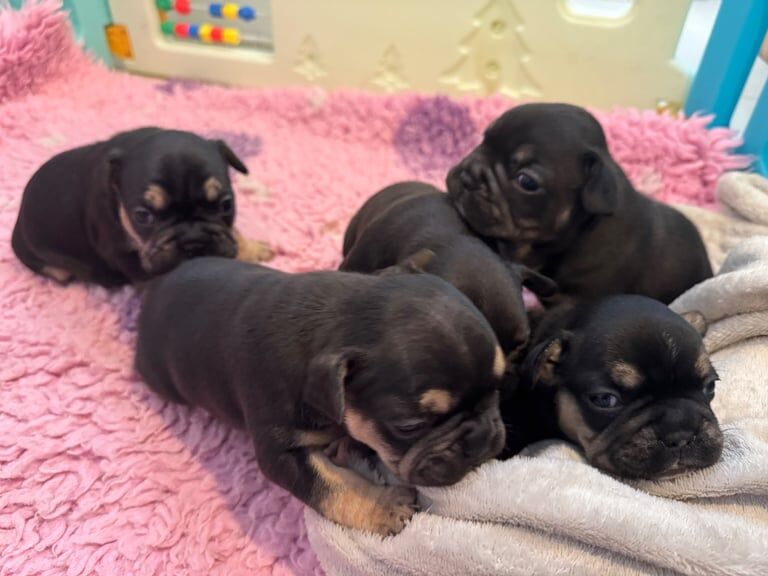 FRENCH BULLDOG PUPPIES for sale in Nantyglo, Gwent | Image 3